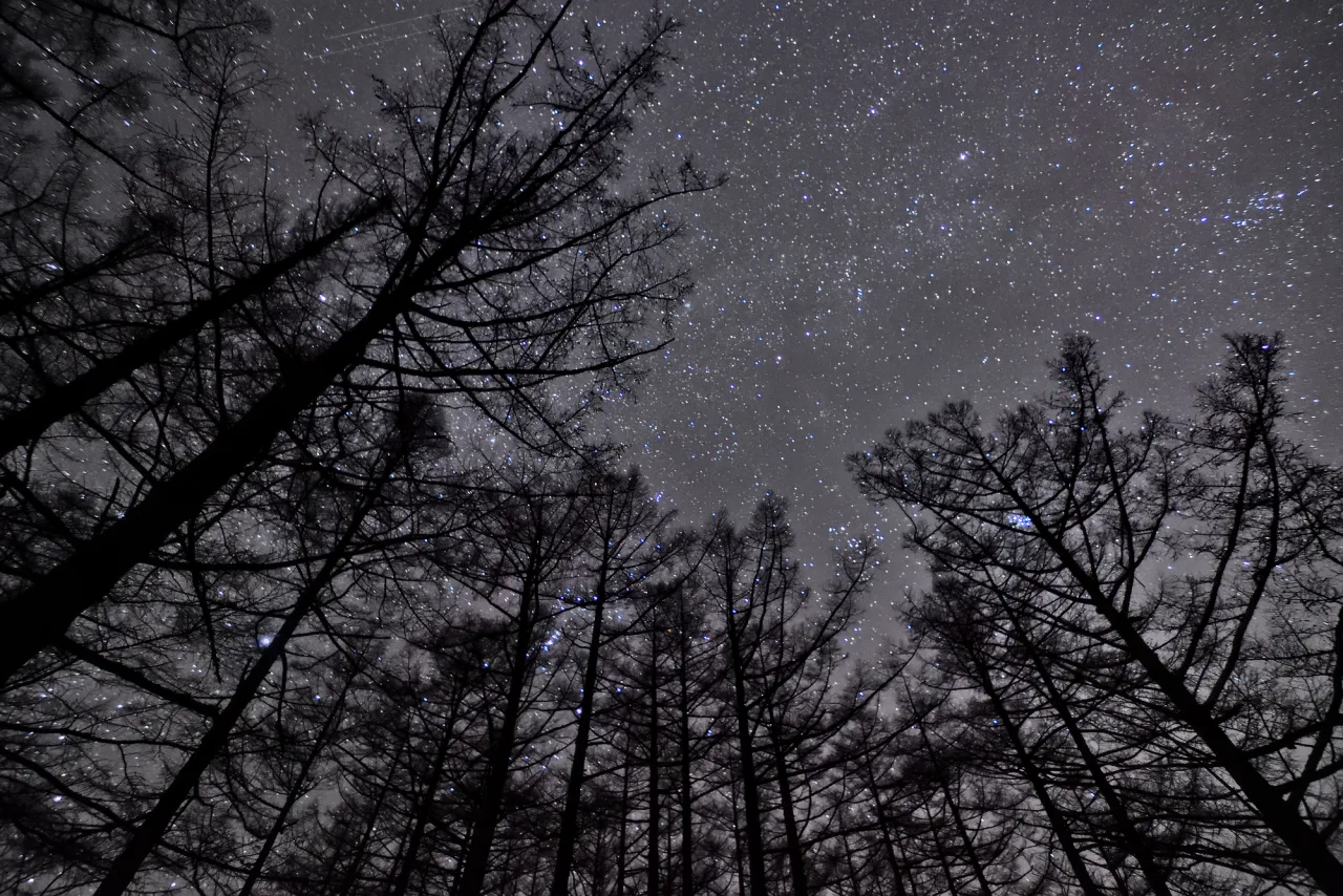 Stars through the woods