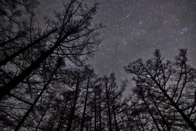 Stars through the woods